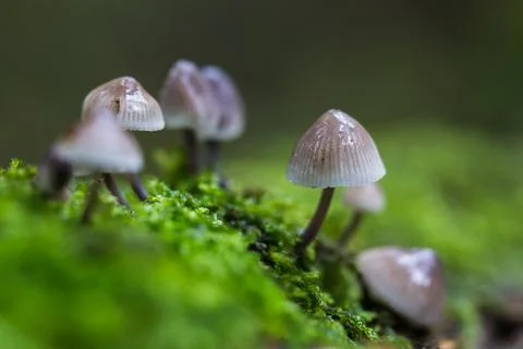 Mushroom macro Stock Photos