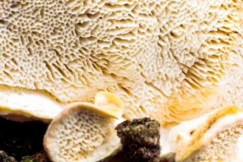 Mushroom macro on a tree bark Foto stock