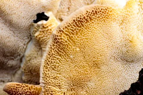 Mushroom macro on a tree bark Stock Photos