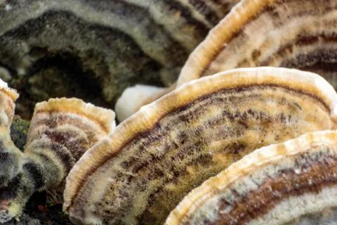 Mushroom macro on a tree bark Stock-Fotos