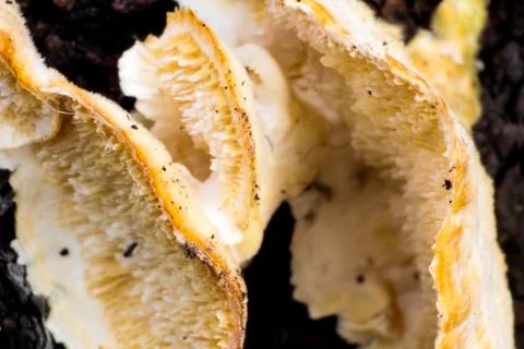 Mushroom macro on a tree bark Stock-Fotos
