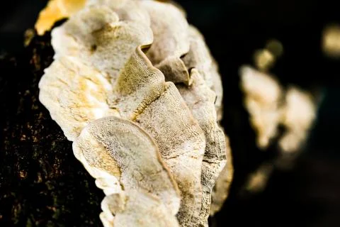 Mushroom macro on a tree bark Foto stock