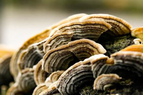 Mushroom macro on a tree bark Stock-Fotos