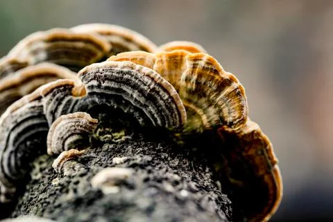 Mushroom macro on a tree bark Stock-Fotos