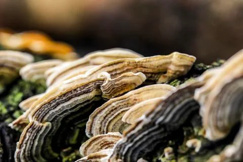 Mushroom macro on a tree bark Stock-Fotos
