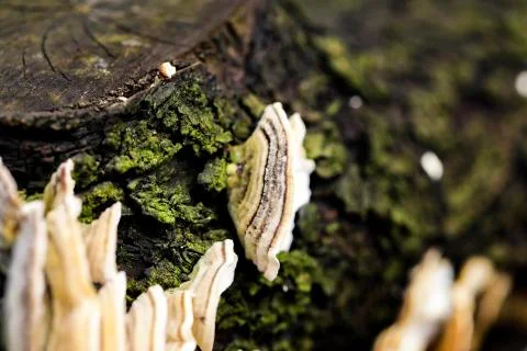 Mushroom macro on a tree bark Foto stock
