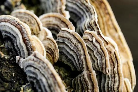 Mushroom macro on a tree bark Stock-Fotos