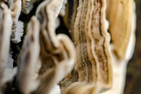 Mushroom macro on a tree bark Foto stock