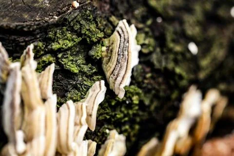 Mushroom macro on a tree bark Stock-Fotos