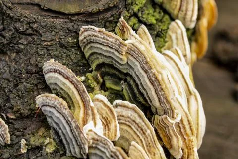Mushroom macro on a tree bark Foto stock