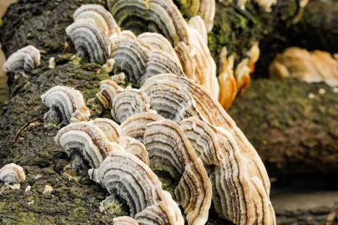 Mushroom macro on a tree bark Foto stock