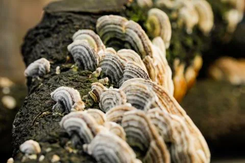 Mushroom macro on a tree bark Stock Photos