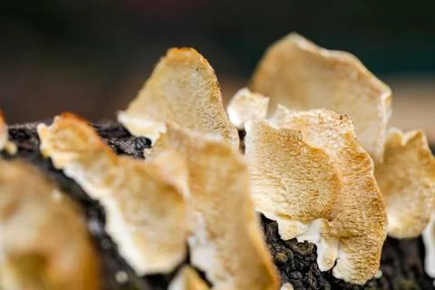 Mushroom macro on a tree bark Foto stock