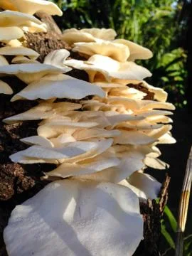 Mushroom on mango tree Stock Photos