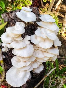 Mushroom on mango tree Stock Photos