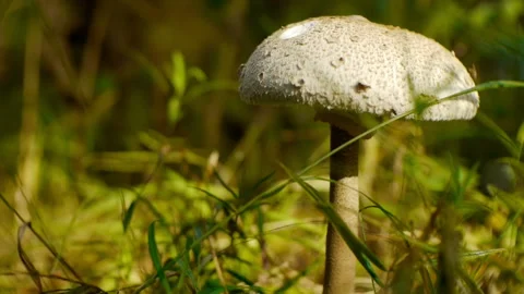 Mushroom in the middle of a forest Stock Footage 234793163