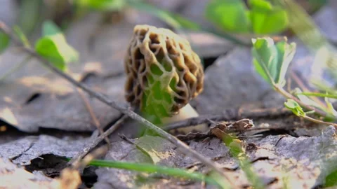 Mushroom Morel close-up. Morel in the grass. spring morel close-up Stock Footage 192535563