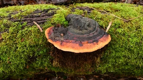 Mushroom on a moss-covered trunk Stock Footage 119216813