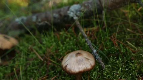 Mushroom in moss Stock Footage 80646205