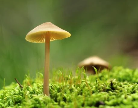 Mushroom on moss macro Stock Photos