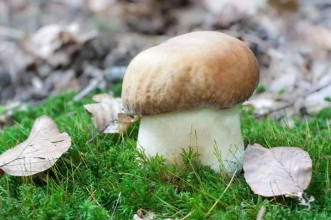 Mushroom in moss Stock Photos