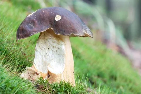 Mushroom in moss Stock Photos