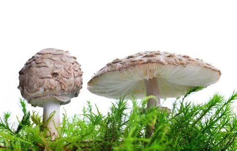 Mushroom in moss Foto stock