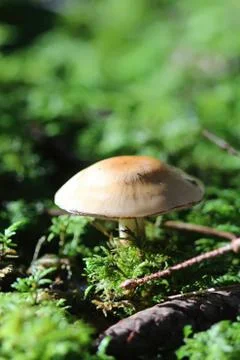 Mushroom in moss Stock Photos