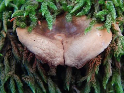 Mushroom in a moss Stock Photos