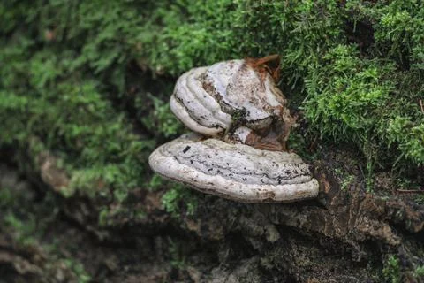 A mushroom in the moss Stock Photos