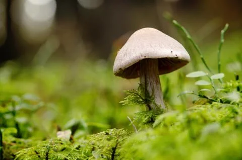 Mushroom on moss surface in the forest. Stock Photos