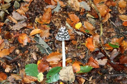 Mushroom with motley hat on a background of gold and red leaves. Stock Photos