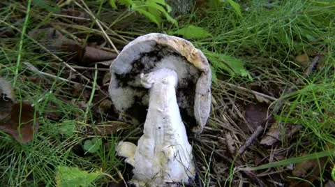 Mushroom mutant. It turned out because of impurity of environment Stock-Footage 12319952