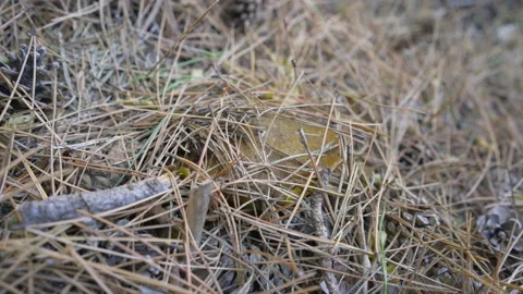 Mushroom on nature background Stock Footage 99291059