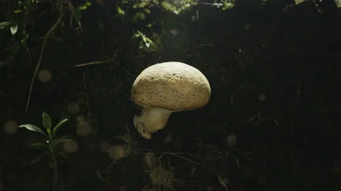 Mushroom in nature surrounded by particles Stock Footage 201114985