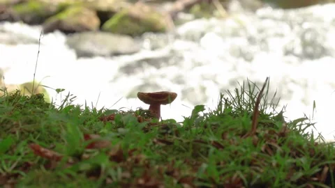 Mushroom next to a waterfall Stock Footage 134965802