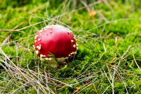 Mushroom (or toadstool) Stock Photos