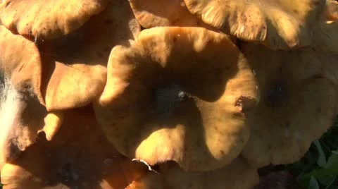 Mushroom pan 01 Stock Footage 12670264