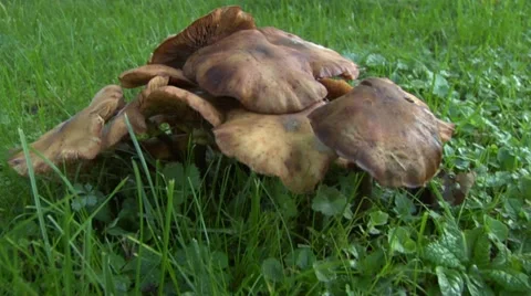 Mushroom pan 03 Video stock 12670373