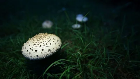 Mushroom pan view with a grass backround Stock Footage 87104797