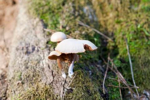 Mushroom parasite 스톡 사진