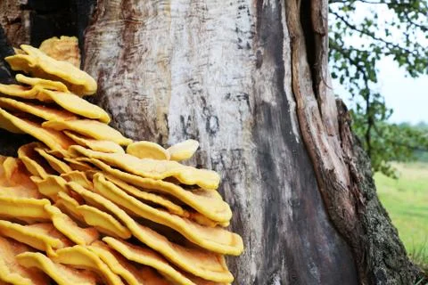 Mushroom parasite on tree Stock Photos