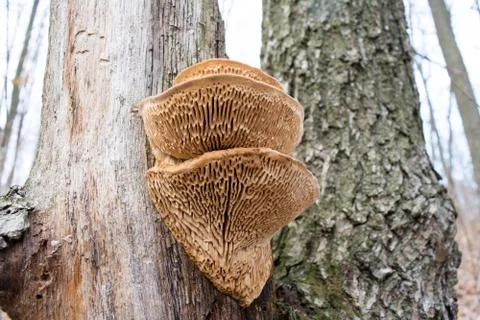 Mushroom parasite on the tree Stock Photos