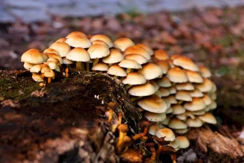 Mushroom Patch Stock Photos