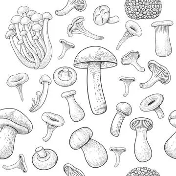 Mushroom pattern seamless. Engraved edible food sketch, organic outline truffle Stock Illustration