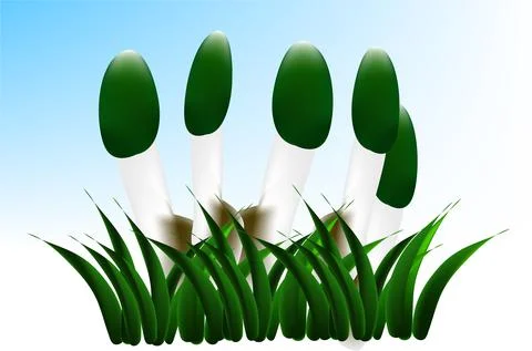 Mushroom Phallus impudicus Stock Illustration