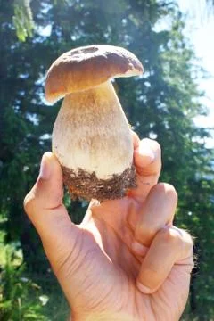 Mushroom Stock Photos
