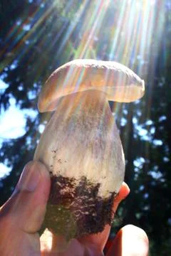 Mushroom Stock Photos