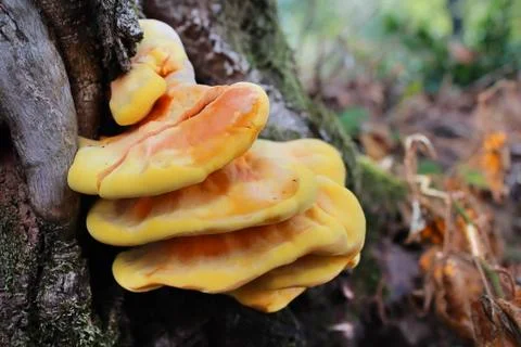 Mushroom Stock Photos