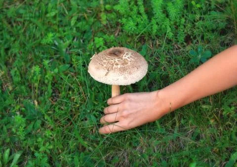 Mushroom Stock Photos